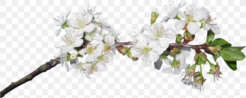 Cut Flowers Blossom Clip Art, PNG, 2848x1143px, Flower, Blossom, Branch, Bud, Cherry Blossom Download Free