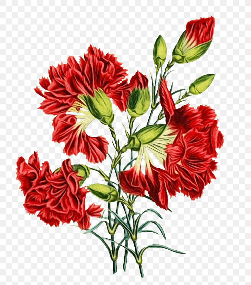 Flower Plant Cut Flowers Carnation Red, PNG, 803x931px, Watercolor, Bouquet, Carnation, Cut Flowers, Dianthus Download Free