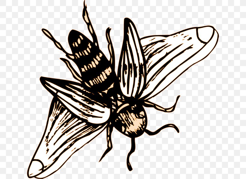 Insect Wing Western Honey Bee Drawing, PNG, 640x597px, Insect, Apidae, Arthropod, Artwork, Bee Download Free