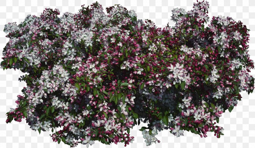 Lilac Purple Violet Tree Shrub, PNG, 1442x840px, Lilac, Branch, Flower, Flowering Plant, Garden Download Free