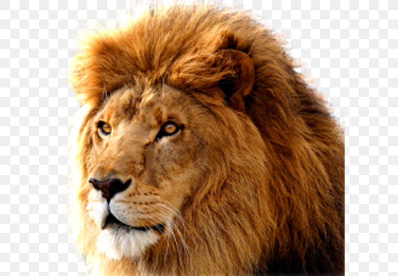 Macintosh Mac OS X Lion MacOS Operating System, PNG, 600x568px, Macintosh, Apple, Big Cats, Carnivoran, Cat Like Mammal Download Free