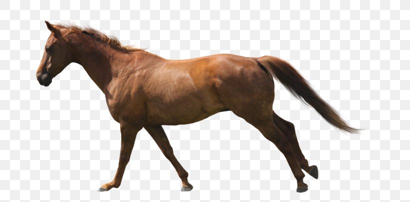 Mustang Thoroughbred Andalusian Horse Stallion Arabian Horse, PNG, 700x404px, Mustang, Andalusian Horse, Animal Figure, Arabian Horse, Bay Download Free