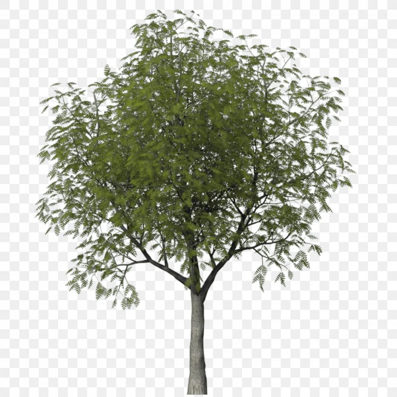 Tree Woody Plant Shrub Askur, PNG, 1560x1560px, Tree, Ash, Askur, Birch, Branch Download Free