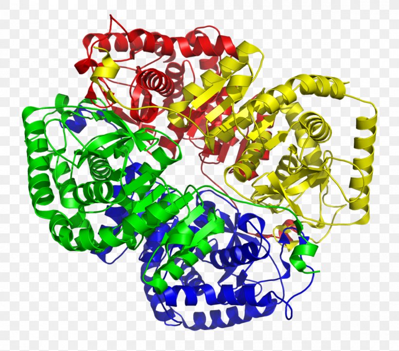 Lactate Dehydrogenase Nicotinamide Adenine Dinucleotide Lactic Acid Isozyme, PNG, 1200x1058px, Lactate Dehydrogenase, Art, Biochemistry, Catalysis, Cell Download Free
