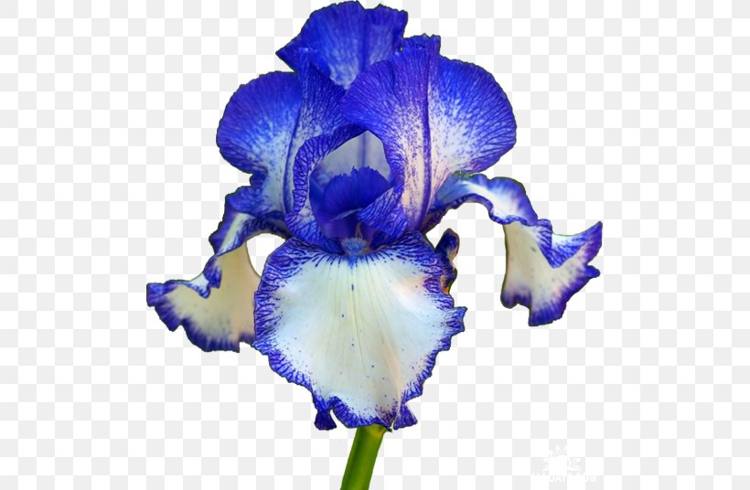 Orris Root Iris Cut Flowers Flowering Plant, PNG, 500x536px, Watercolor, Cartoon, Flower, Frame, Heart Download Free