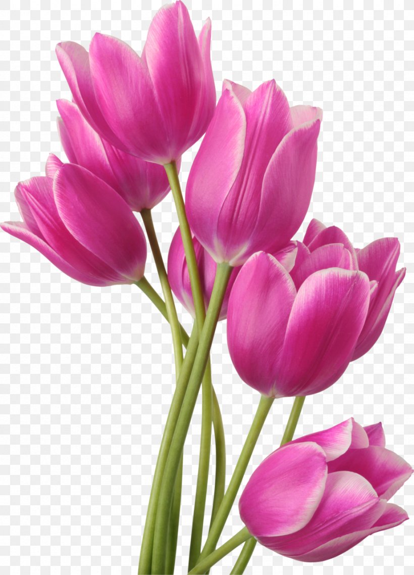 Tulip Flower Bouquet Clip Art, PNG, 922x1280px, Tulip, Bud, Crocus, Cut Flowers, Floral Design Download Free