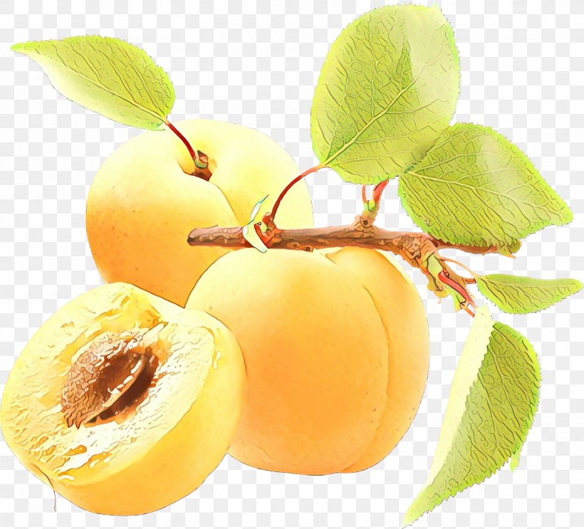 Apple Tree, PNG, 3000x2719px, Apricot, Apple, Apricot Kernel, Dried Apricot, European Plum Download Free