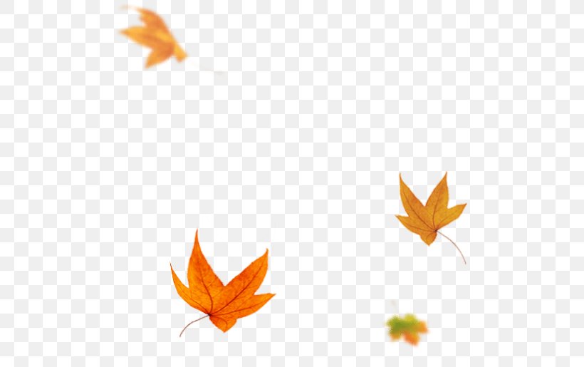 Maple Leaf, PNG, 493x515px, Maple Leaf, Flower, Leaf, Maple, Orange Download Free