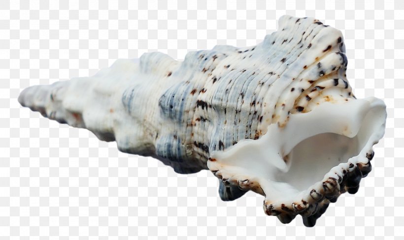 Seashell, PNG, 1872x1116px, Seashell, Beach, Bone, Conch, Google Images Download Free