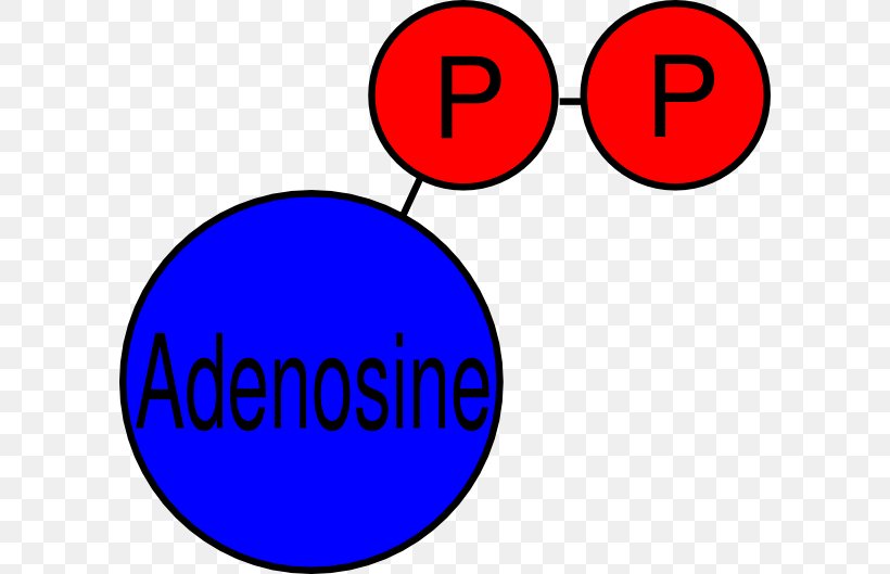 Adenosine Diphosphate Adenosine Triphosphate Pyrophosphate Clip Art, PNG, 600x529px, Adenosine Diphosphate, Actin, Adenine, Adenosine, Adenosine Triphosphate Download Free