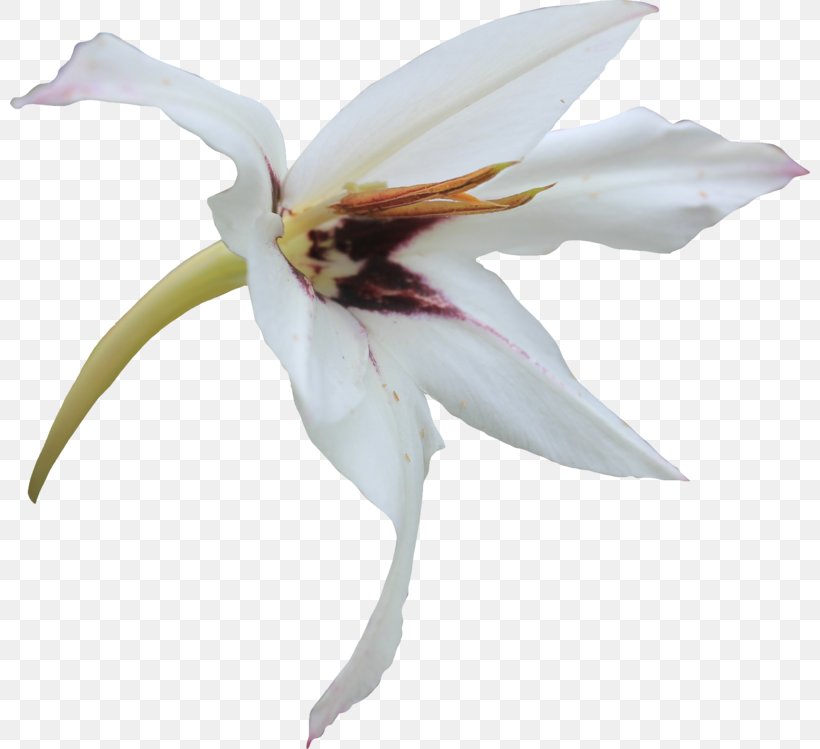 Flower Lilium Clip Art, PNG, 800x749px, Flower, Deviantart, Flat Panel Display, Flowering Plant, Herbaceous Plant Download Free