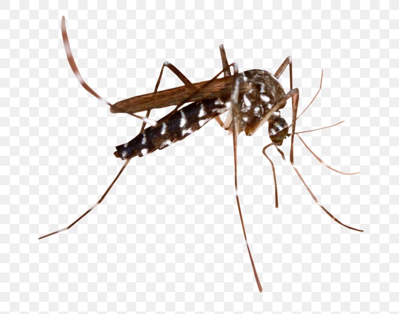 Marsh Mosquitoes Malaria Mosquito-borne Disease Mosquito Control, PNG, 768x645px, Marsh Mosquitoes, Ant, Arthropod, Dengue, Household Insect Repellents Download Free