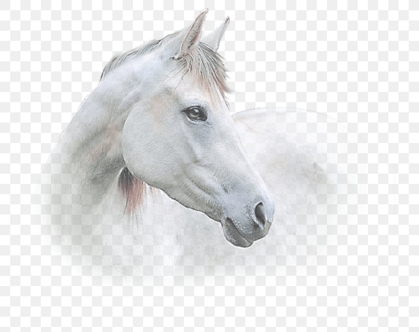 Mustang Stallion Halter Freikörperkultur Snout, PNG, 734x650px, Mustang, Halter, Horse, Horse Like Mammal, Horse Tack Download Free
