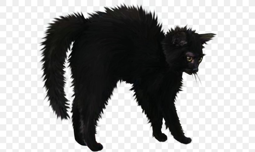 Black Cat Bombay Cat Domestic Short-haired Cat Le Chat Noir, PNG, 592x489px, Black Cat, Anger, Black, Bombay, Bombay Cat Download Free