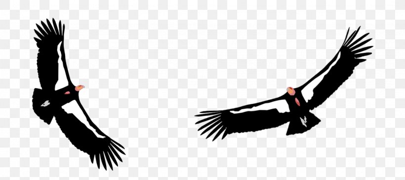 California Condor Big Sur Ventana Wildlife Society Bird, PNG, 1125x503px, Condor, Accipitriformes, Beak, Big Sur, Bird Download Free