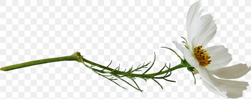 Cut Flowers Plant Stem Petal, PNG, 1200x474px, 31 October, Cut Flowers, Author, Branch, Bud Download Free