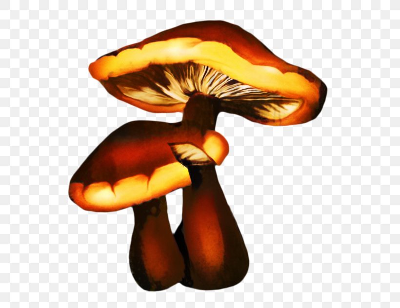 Edible Mushroom Drawing Mushroom Festival Painting, PNG, 599x632px, Mushroom, Agaricomycetes, Animation, Common Mushroom, Drawing Download Free