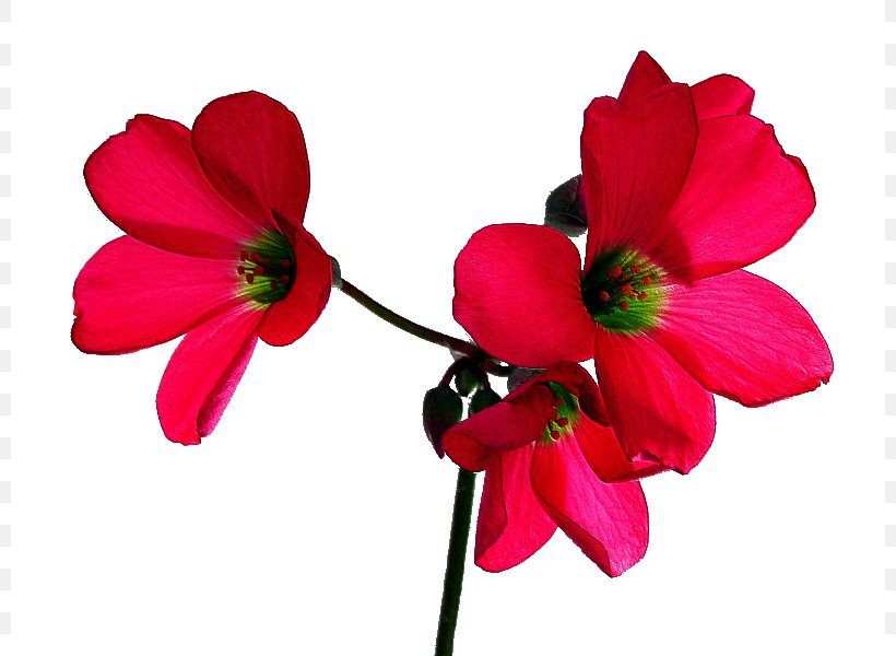 Flower Desktop Wallpaper Clip Art, PNG, 800x600px, Flower, Anemone, Annual Plant, Birthday, Blossom Download Free