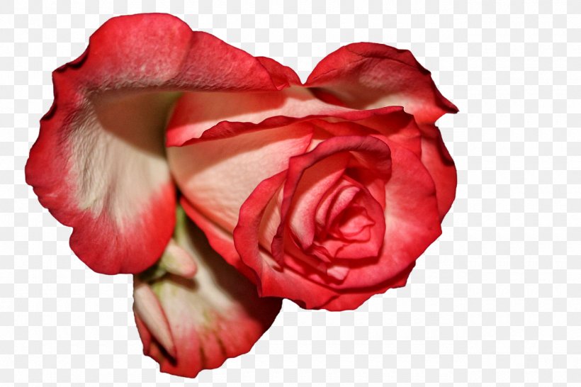 Garden Roses Centifolia Roses Floribunda Red Love Journal, PNG, 1280x853px, Garden Roses, Centifolia Roses, Close Up, Color, Cut Flowers Download Free
