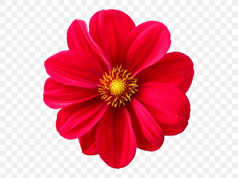 Flower Clip Art Dahlia Image, PNG, 866x650px, Flower, Annual Plant, Cosmos, Dahlia, Daisy Family Download Free