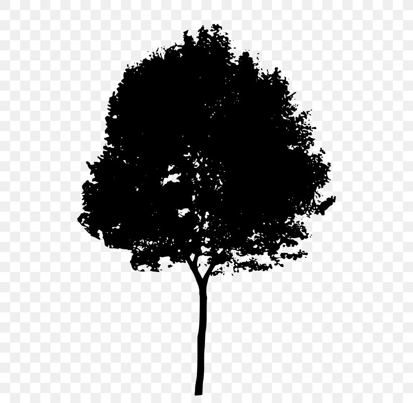 Silhouette Tree Clip Art, PNG, 568x800px, Silhouette, Art, Black And White, Branch, Drawing Download Free