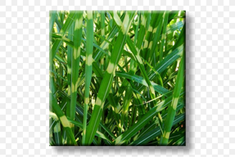 Sweet Grass Commodity Grasses, PNG, 600x548px, Sweet Grass, Commodity, Crop, Grass, Grass Family Download Free