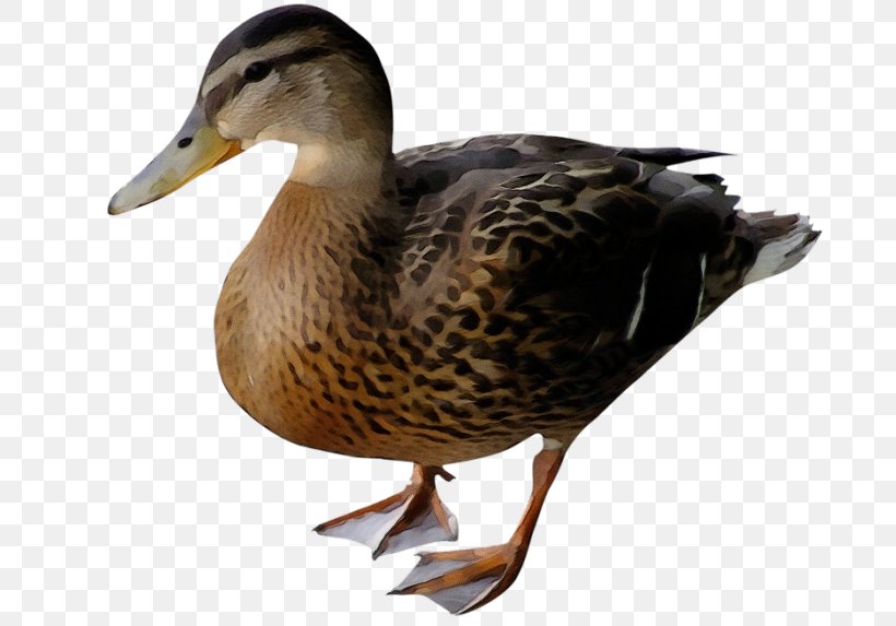 Bird Duck Mallard Water Bird Ducks, Geese And Swans, PNG, 700x573px, Watercolor, American Black Duck, Beak, Bird, Duck Download Free