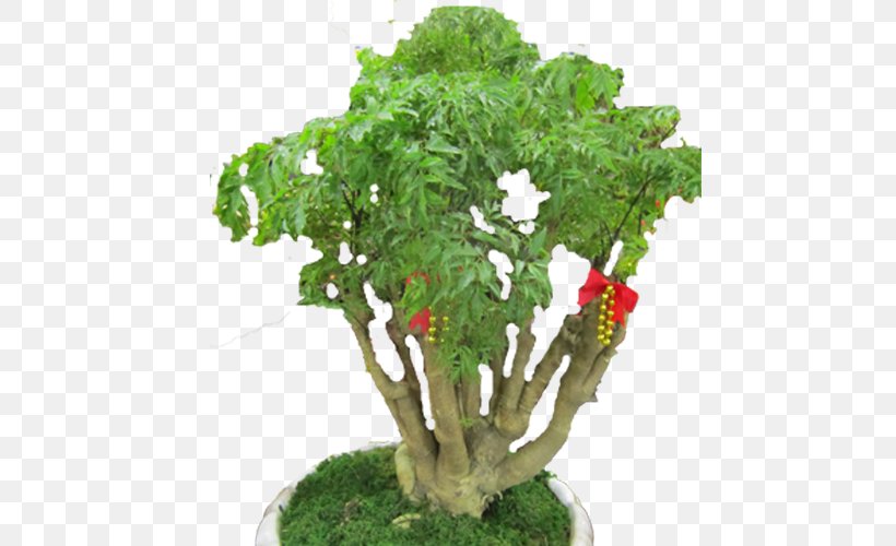 Flowerpot Tree Leaf Vegetable Herb Houseplant, PNG, 500x500px, Flowerpot, Herb, Houseplant, Leaf Vegetable, Plant Download Free
