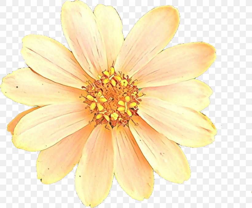 Petal Flower Yellow Plant Daisy Family, PNG, 946x780px, Cartoon, Closeup, Daisy Family, Flower, Gerbera Download Free