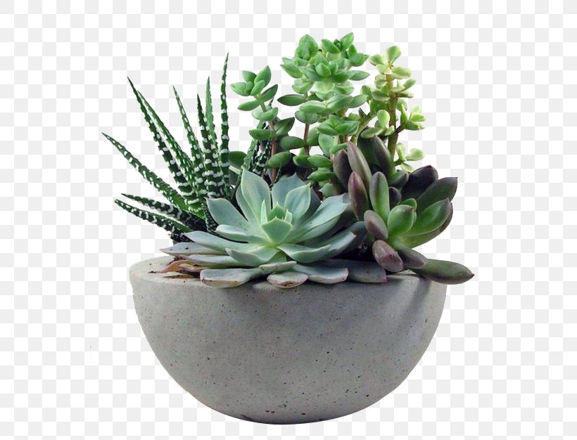 Succulent Plant Gardening Flower, PNG, 564x626px, Succulent Plant, Cactaceae, Cactus, Floral Design, Floristry Download Free