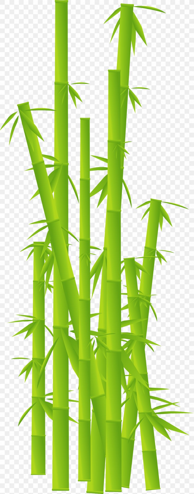 Tropical Woody Bamboos Plant Stem Clip Art, PNG, 1019x2592px, Tropical Woody Bamboos, Bamboo, Bambou, Drawing, Energy Download Free