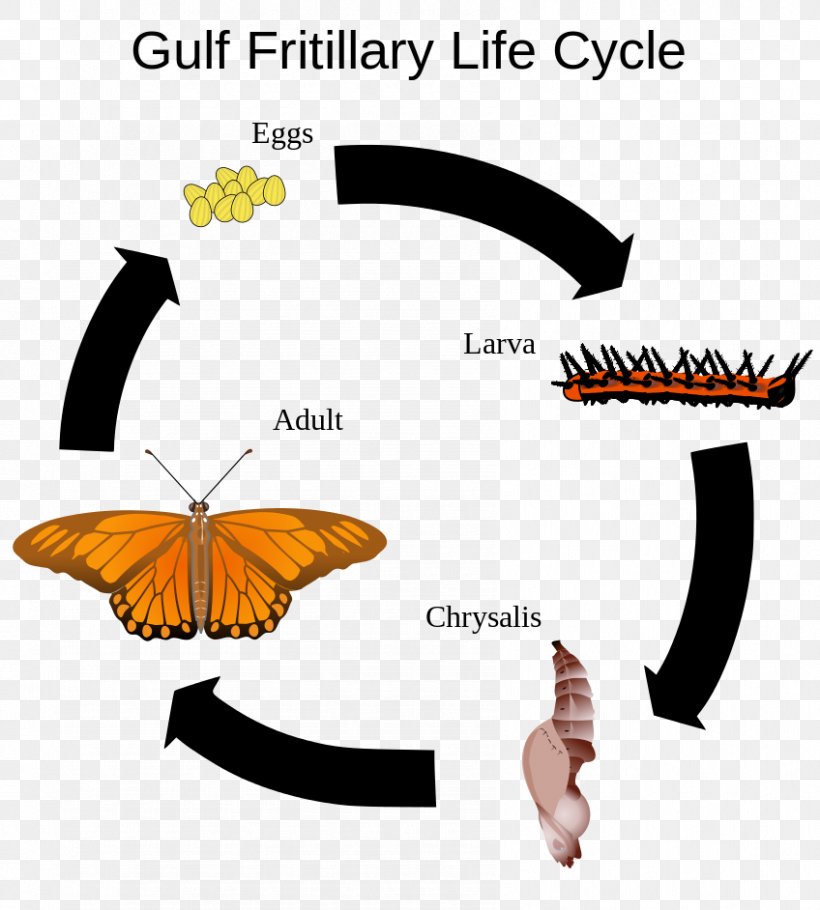 Butterfly Insect Silkworm Biological Life Cycle Gulf Fritillary, PNG, 848x942px, Watercolor, Cartoon, Flower, Frame, Heart Download Free