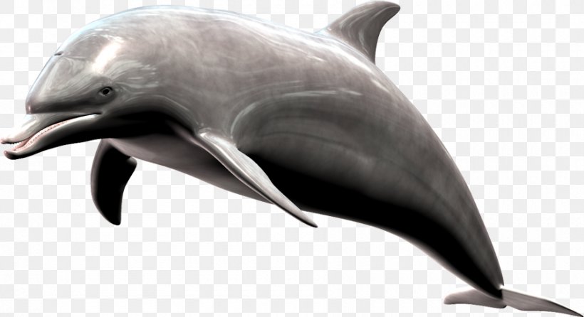 Common Bottlenose Dolphin Short-beaked Common Dolphin Wholphin Tucuxi Rough-toothed Dolphin, PNG, 900x490px, Common Bottlenose Dolphin, Animal, Bottlenose Dolphin, Dolphin, Fauna Download Free