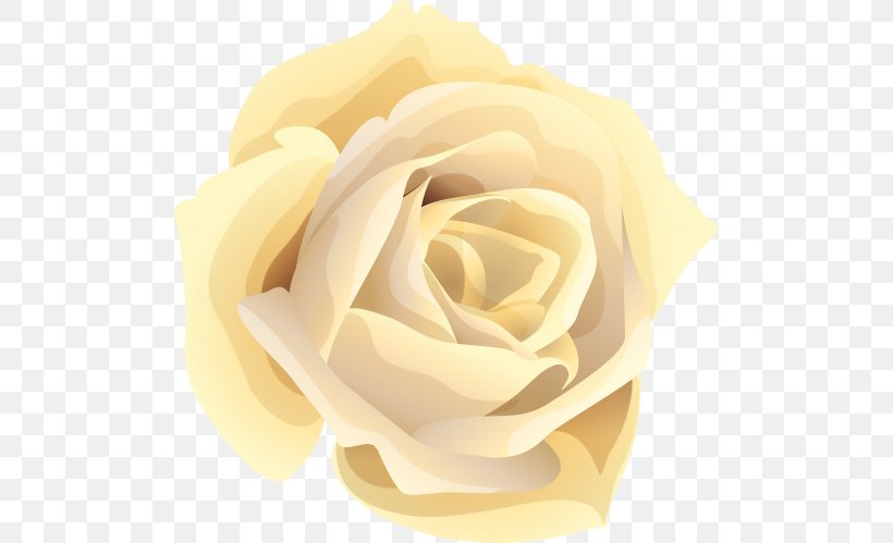 Garden Roses Centifolia Roses Flower Clip Art, PNG, 500x499px, Garden Roses, Centifolia Roses, Close Up, Cut Flowers, Floral Design Download Free