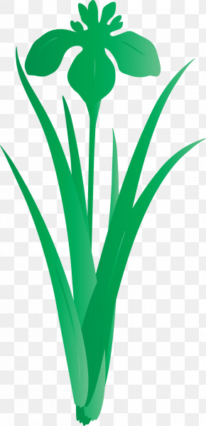 Iris Flower Spring Flower PNG