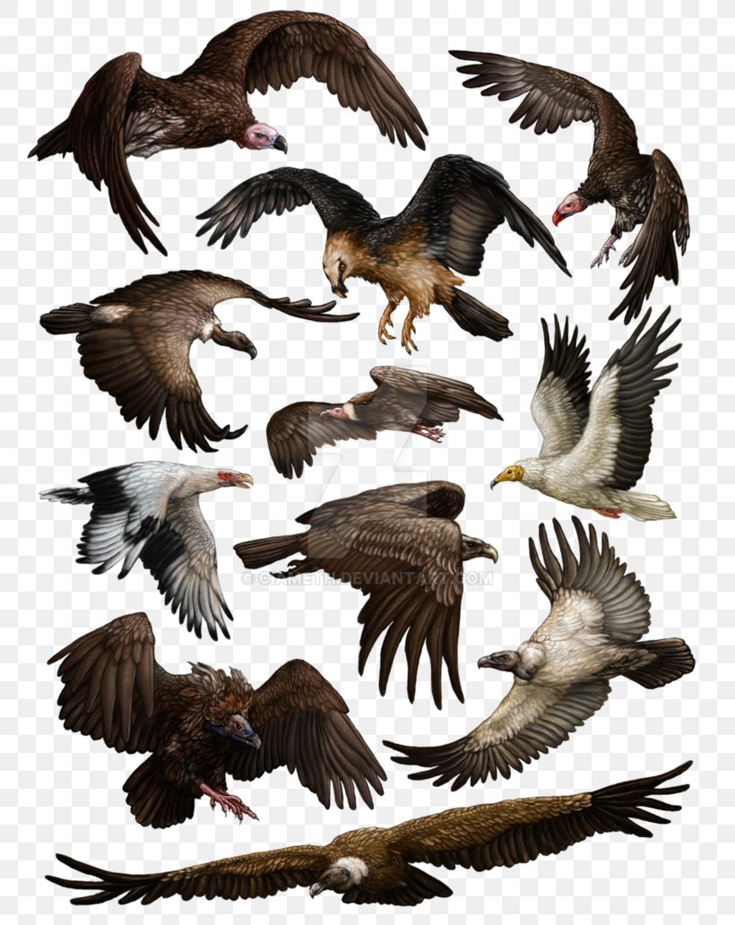 Turkey Vulture Bird Egyptian Vulture Griffon Vulture, PNG, 774x1032px, Turkey Vulture, Accipitriformes, Andean Condor, Animal Figure, Beak Download Free