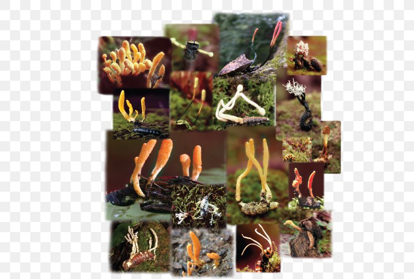 Caterpillar Fungus Cordyceps Pupa, PNG, 535x553px, Caterpillar Fungus, Bacteria, Caterpillar, Collage, Cordyceps Download Free