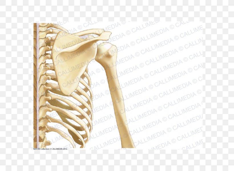 Human Anatomy Shoulder Nervous System Bone, PNG, 600x600px, Watercolor, Cartoon, Flower, Frame, Heart Download Free