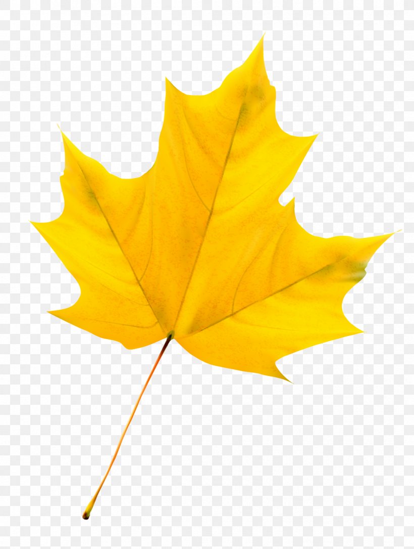 Maple Leaf, PNG, 1069x1415px, Maple Leaf, Autumn, Leaf, Material, Plant Download Free