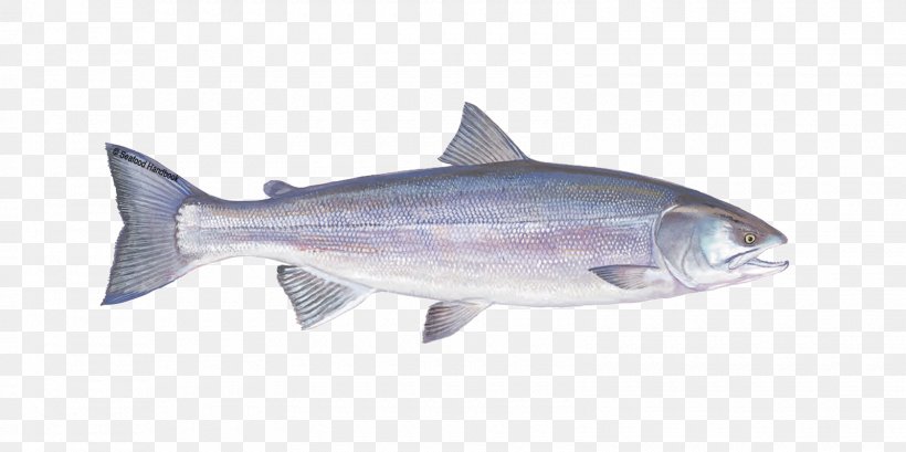 Pink Salmon Oily Fish Coho Salmon, PNG, 1600x800px, Salmon, Alaska Pollock, Animal, Bonito, Bony Fish Download Free