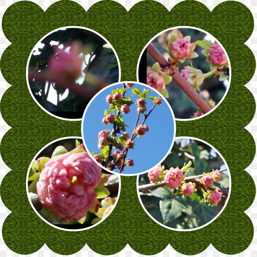Wedding Invitation Flowering Plant Quinceañera Fruit, PNG, 1920x1920px, Wedding Invitation, Flowering Plant, Food, Fruit, Limousine Download Free