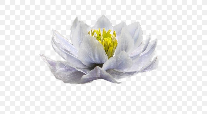 White Blue Color Woman, PNG, 589x452px, White, Blue, Color, Cut Flowers, Flower Download Free