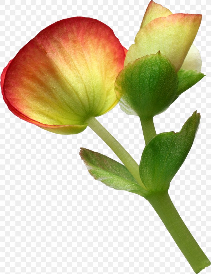 Cut Flowers Petal Eustoma Russellianum, PNG, 923x1200px, Flower, Amaryllis Belladonna, Bud, Cut Flowers, Eustoma Russellianum Download Free
