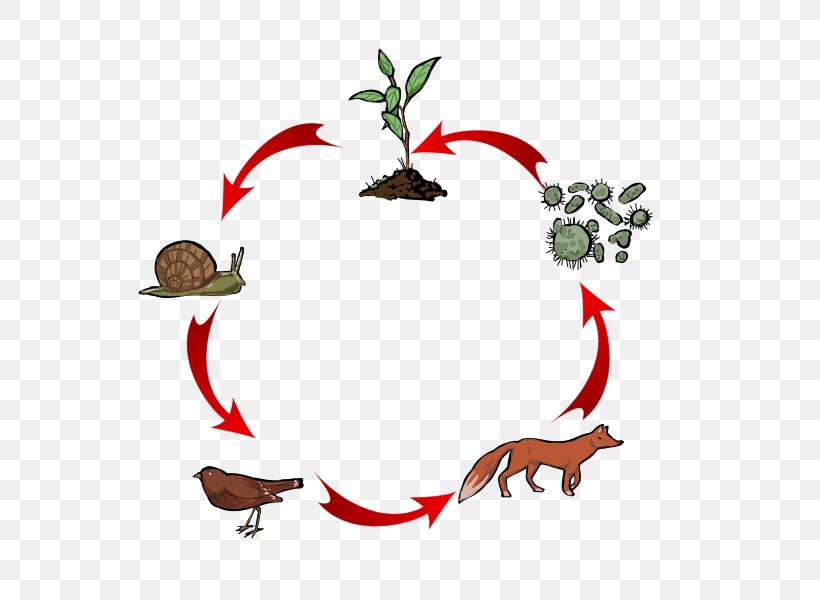 Food Chain Heterotroph Food Web Trophic Level, PNG, 776x600px, Food Chain, Artwork, Autotroph, Branch, Carnivore Download Free