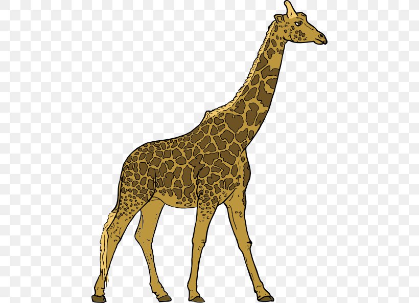 Giraffe Herbivore Animal Clip Art, PNG, 462x592px, Giraffe, Animal, Carnivore, Drawing, Eating Download Free