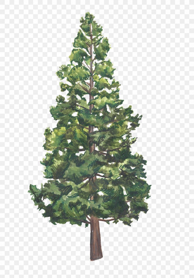 Christmas Tree Spruce Christmas Day Christmas Ornament, PNG, 1250x1791px, Christmas Tree, Abies Firma, American Larch, Arizona Cypress, Balsam Fir Download Free