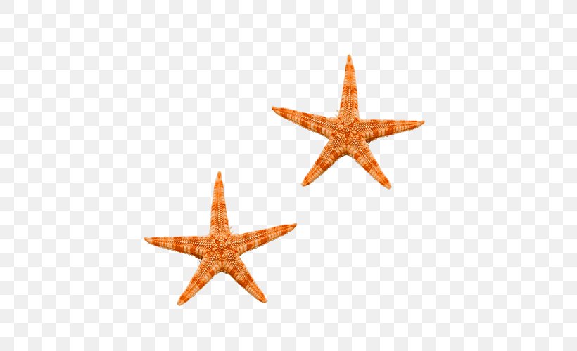 Starfish Sea Clip Art, PNG, 500x500px, Starfish, Animal, Brittle Star, Echinoderm, Invertebrate Download Free
