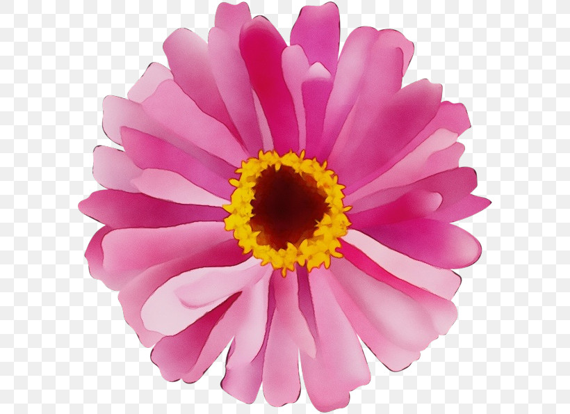 Transvaal Daisy Chrysanthemum Cut Flowers Marguerite Daisy Petal, PNG, 600x595px, Watercolor, Argyranthemum, Chrysanthemum, Cut Flowers, Flower Download Free
