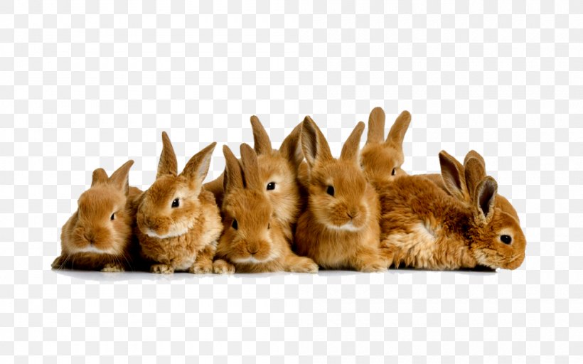 Domestic Rabbit Easter Bunny Guinea Pig Desktop Wallpaper, PNG, 1000x625px, Domestic Rabbit, Animal, Computer, Easter Bunny, Fauna Download Free