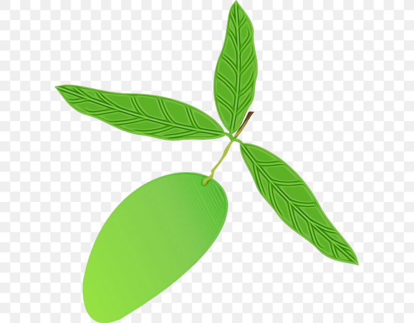 Green Leaf Background, PNG, 603x640px, Leaf, Flower, Green, Plant, Plant Stem Download Free